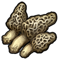 Morel